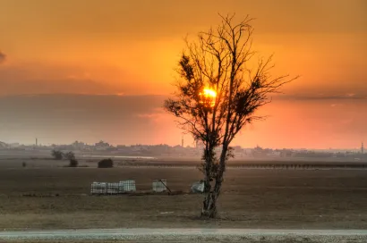 a tree in the sunset